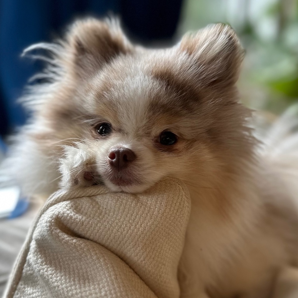 Meet your Posher, Ingrid